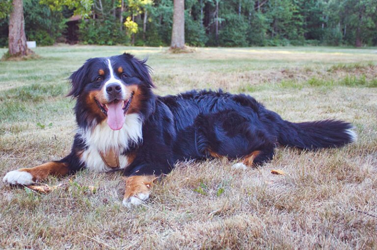 A Vet's Guide to Exercising Your Bernese Mountain Dog - FunDogFitness.com