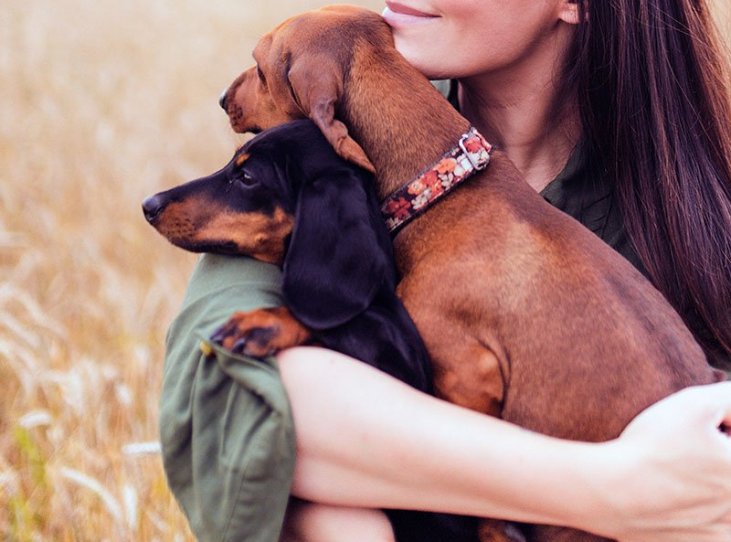 leash training a dachshund puppy