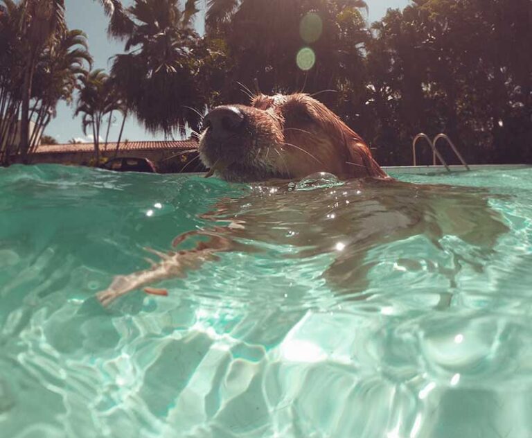 can-dogs-swim-in-saltwater-pools-the-do-s-and-dont-s-fundogfitness