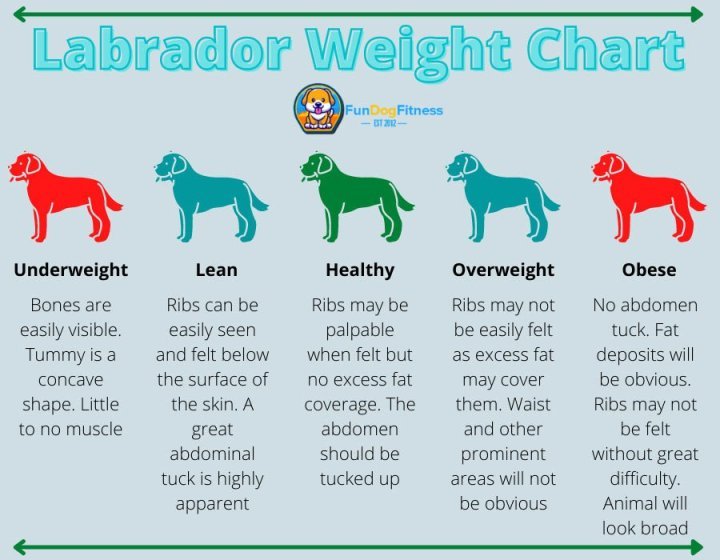 What is a Healthy Labrador Weight? Free Chart & Calculator