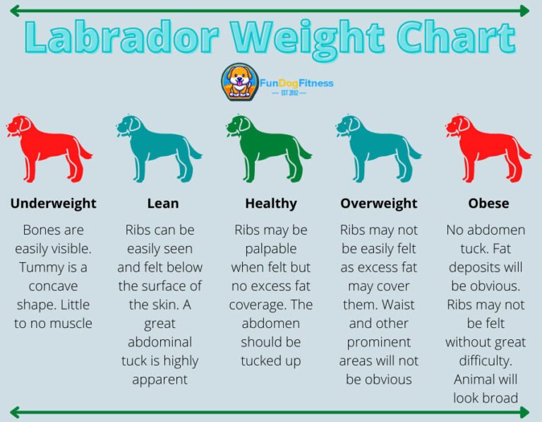 what-is-a-healthy-labrador-weight-free-chart-calculator